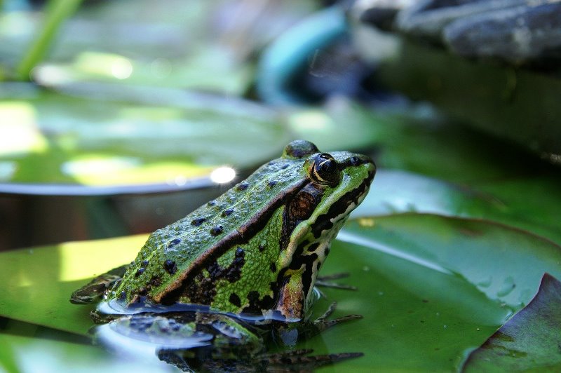 illustration: a frog